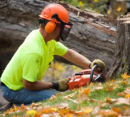 tree services Warrensville Heights